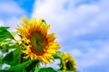 Bright decorative yellow flowers of a sunflower against blue sky with cloud in spring or warm summer on nature. Beautiful artistic