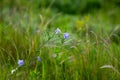 Bright delicate blue flower of ornamental flower of flax and its shoot against complex background. Flowers of decorative flax. Royalty Free Stock Photo