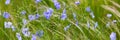 Bright delicate blue flower of ornamental flower of flax and its shoot against complex background. Flowers of decorative flax. Royalty Free Stock Photo