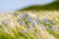 Bright delicate blue flower of ornamental flower of flax and its shoot against complex background. Flowers of decorative flax.