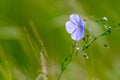 Bright delicate blue flower of ornamental flower of flax and its shoot against complex background. Flowers of decorative flax. Royalty Free Stock Photo