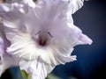 bright, delicate light lilac gladiolus flower on a blurred background Royalty Free Stock Photo