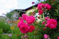 Bright blooming crimson rose in the garden and Park Royalty Free Stock Photo