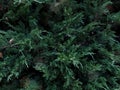 Bright dense green savin juniper Royalty Free Stock Photo