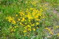 Golden Yellow And Light Blue Flowers Royalty Free Stock Photo