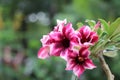 Bright desert rose flowers red and pink petal blooming in the ga