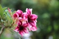 Bright desert rose flowers red and pink petal in the garden freshness in nature background