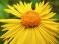 Bright Desert sunflower yellow buds