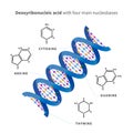 Bright detailed Deoxyribonucleic acid with four main nucleobases, infographic on white