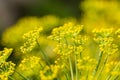 Bright dill flower closeup. Dills flowering in the garden in summer. Good spice for food.