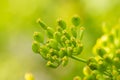 Bright dill flower closeup. Dills flowering in the garden in summer. Good spice for food.