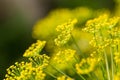 Bright dill flower closeup. Dills flowering in the garden in summer. Good spice for food.