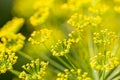 Bright dill flower closeup. Dills flowering in the garden in summer. Good spice for food.