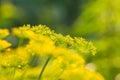 Bright dill flower closeup. Dills flowering in the garden in summer. Good spice for food.