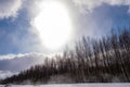 A bright disk of the sun over a young birch forest on a winter day