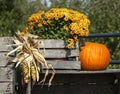 Fall Festival Display with Pumpkin and Mums Royalty Free Stock Photo