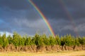 Bright double rainbow over young pine forest, dark stormy sky and clear colors of the rainbow. Natural landscape. The Royalty Free Stock Photo