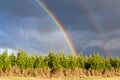 Bright double rainbow over young pine forest, dark stormy sky and clear colors of the rainbow. Natural landscape. The Royalty Free Stock Photo
