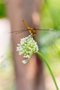 a bright dragonfly perched on an onion flower