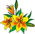bright drawing of a bouquet of three yellow-orange lilies, isolated element