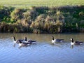 Five Canada geese on river