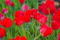 Bright early spring first tulips of red-orange color with large buds in the garden Royalty Free Stock Photo