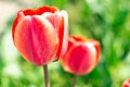 Bright early spring first tulips of red-orange color with large buds in the garden Royalty Free Stock Photo