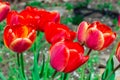 Bright early spring first tulips of red-orange color with large buds in the garden Royalty Free Stock Photo