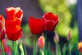 Bright early spring first tulips of red-orange color with large buds in the garden Royalty Free Stock Photo