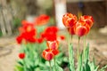 Bright early spring first tulips of red-orange color with large buds in the garden Royalty Free Stock Photo