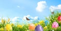 Bright Easter eggs in green grass and butterflies against sky. Banner design
