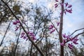 Bright Eastern Redbud tree partial view in the Spring