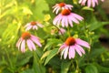 Bright Echinacea purpurea in the sunlight. Beautiful purple coneflower flowers Royalty Free Stock Photo