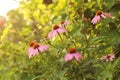 Bright Echinacea purpurea in the sunlight. Beautiful purple coneflower flowers Royalty Free Stock Photo