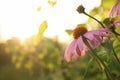 Bright Echinacea purpurea in the sunlight. Beautiful purple coneflower flowers Royalty Free Stock Photo