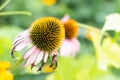 Bright Echinacea purpurea in the sunlight. Beautiful purple coneflower flowers Royalty Free Stock Photo