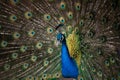 Bright elegant Peacock with beautiful tail