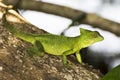 Close Up Profile Emerald Green Basilisk Lizard in Tree Royalty Free Stock Photo