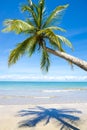 Bright Empty Tropical Beach with Curving Palm Tree Royalty Free Stock Photo