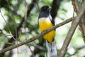 A Bright Endemic Yellow & Green Iridescent Citreoline Trogon Trogon citreolus Perched High in a Tree in Mexico