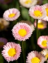 Bright English Daisies