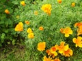 Bright esholcia flowers above a ball of thin leaves. Royalty Free Stock Photo