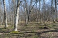 Bright European Hornbeam forest