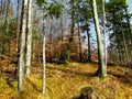 Bright european spruce and european beech forest