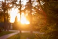 Bright evening sun rays in an autumn city park. Royalty Free Stock Photo