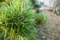 A bright evergreen pine tree green needles branches with rain drops and cobweb. Fir-tree with dew, conifer, spruce close up, Royalty Free Stock Photo