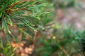 A bright evergreen pine tree green needles branches with rain drops and cobweb. Fir-tree with dew, conifer, spruce close up, Royalty Free Stock Photo