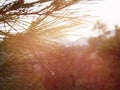 A bright evergreen pine tree green needles branches with rain drops. Fir-tree with dew, conifer, spruce close up