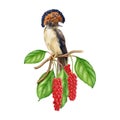 Bright exotic bird on a tree twig with leaves and red berries decoration. Watercolor illustration. Hand drawn flycatcher