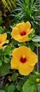 Bright exotic yellow and red hibiscus flowers